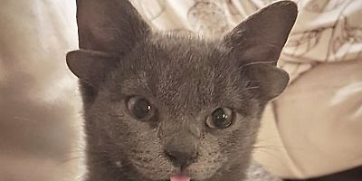 4 kulaklı kedi sosyal medyada viral oldu