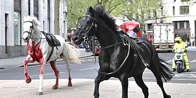 Londra'da başıboş dolaşan atlar