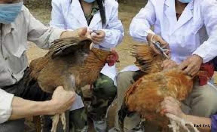 Belçika'da kuş gribi alarmı