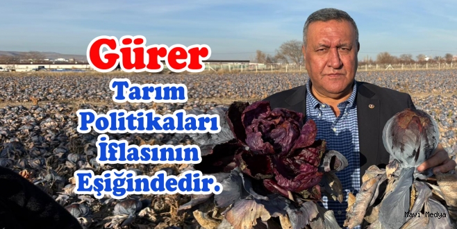 Gürer Kara Lahana Tarlada Kaldı Markette Fiyatı Katladı