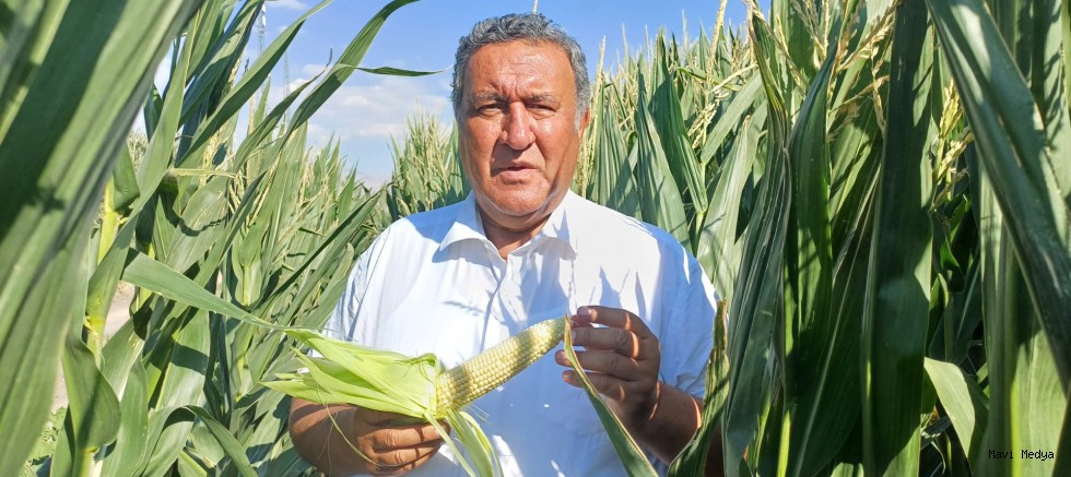 Gürer: “Mısır alım fiyatı üreticiyi hayal kırıklığına uğrattı”
