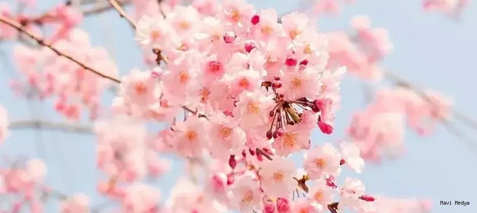 İlk cemre havaya düşüyor, baharın işaretleri görülüyor