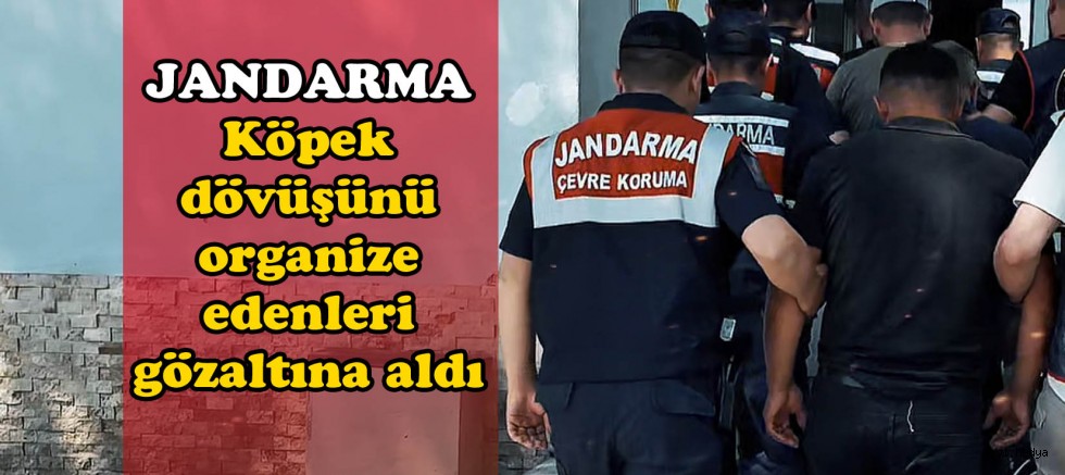 JANDARMA KÖPEK DÖVÜŞÜ YAPTIRAN 8 KİŞİYİ GÖZALTINA ALDI.