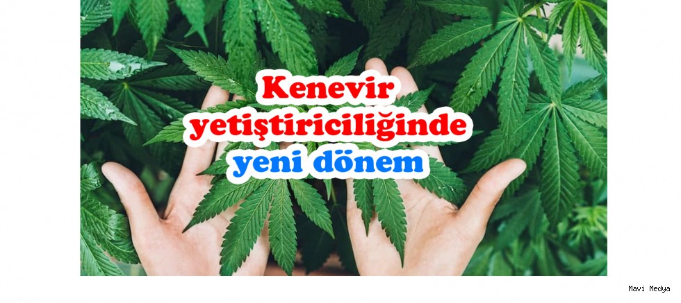 Kenevir yetiştiriciliğinde yeni dönem