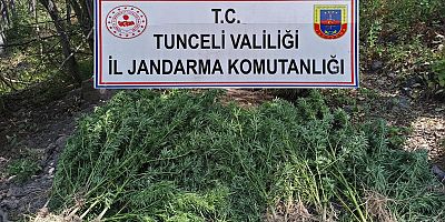 1170 gram kubar esrar ve 553 kök kenevir ele geçirildi.