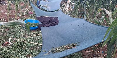 429 kilo esrar, 190 bin kök kenevir ele geçirildi