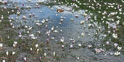Akkışla’da kar çiçekleri doğayı süsledi