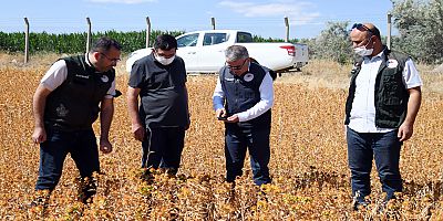 Aspir hasadına hazırlıklar başladı