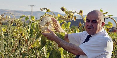 Ayçiçeğinde, üretici ''fiyat dengesizliğinden'' yakınıyor