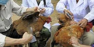 Belçika'da kuş gribi alarmı