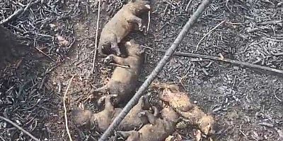 Boş arsada çıkan yangında kaplumbağa ve yavru köpekler feci şekilde can verdi