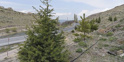 BÜYÜKŞEHİR'DEN GESİ VADİSİ'NE ON BİN SARIÇAM FİDANI