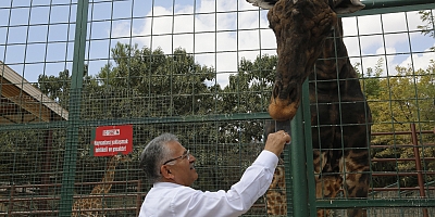BÜYÜKŞEHİR HAYVANAT BAHÇESİ’NE 1 YILDA TOPLAM 375 BİN ZİYARETÇİ