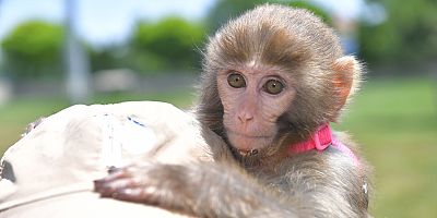 BÜYÜKŞEHİR HAYVANAT BAHÇESİ’NİN YENİ MİSAFİRİ: ÖRÜMCEK MAYMUNU
