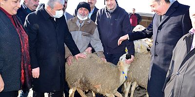 Çiftçiye Damızlık Koyun Dağıtıldı