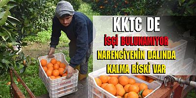 CYPFRUVEX SAHAYA İNMİŞTİ