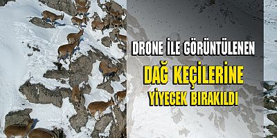 DAĞ KEÇİLERİNE YİYECEK BIRAKILDI