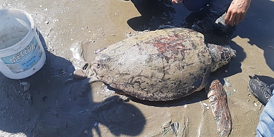 Denize atılan iğnelerin yaraladığı Caretta Caretta kurtarıldı