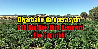 Diyarbakır'da 710 bin kök Hint keneviri ele geçirildi