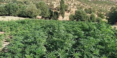Eren Abluka-34 Operasyonunda 1 Milyon 681 Bin Kök Kenevir İle 28,2 Kilogram Kubar Esrar Ele Geçirildi
