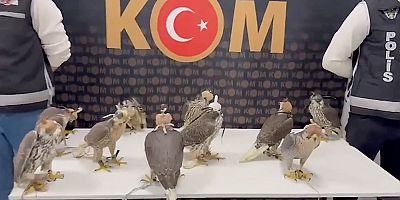 Gökdoğan'ları yurt dışına çıkarırken yakalandı