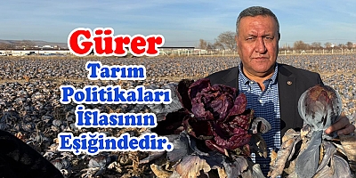 Gürer Kara Lahana Tarlada Kaldı Markette Fiyatı Katladı