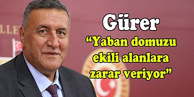 Gürer: “Yaban domuzu çiftçinin korkulu rüyası oldu”