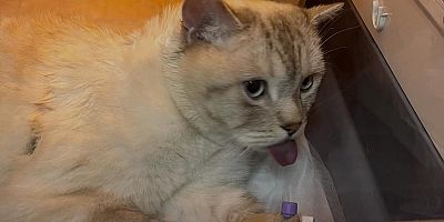 İğne yutan “Pamuk” isimli kedi ameliyatla kurtarıldı