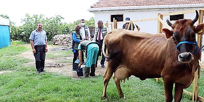 Jersey ırkı sığırlara suni tohumlama