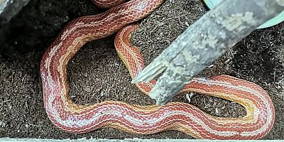 KAÇAK YOLLARLA YURDA SOKULAN İRAN YILANI BULUNDU