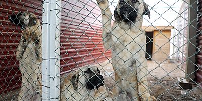 Kangal’ın ırk yapısına koruma