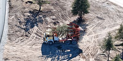 Kartal Kavşağı ve Bağlantı Yolları Projesi başlangıcında ağaçlar koruma altına alınıyor