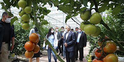 KATI ATIK DEPOLAMA TESİSİNDE 500 TON DOMATES ÜRETİLİYOR