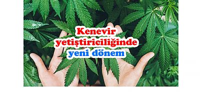 Kenevir yetiştiriciliğinde yeni dönem