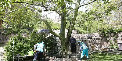 KOCASİNAN BELEDİYESİ, YARIM ASIRLIK AĞACA NEFES  OLDU