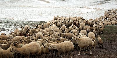 KOCASİNAN, YAYLADA MAHSUR KALAN ÇOBANLARI VE KOYUNLARI KURTARDI