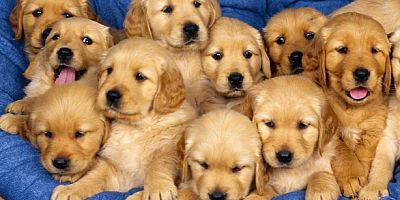 Köpekler diller arasında ayrım yapabiliyor