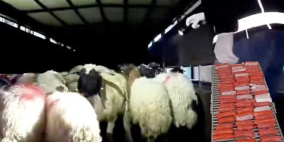 Koyun karnında uyuşturucu kaçakçılığı