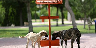 KÜÇÜK DOSTLAR İÇİN BÜYÜK HASSASİYET