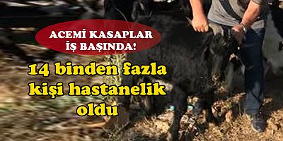 Kurban kesimlerinde 14 binden fazla kişi hastanelik oldu