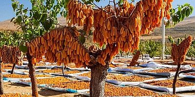 Kuru kayısıda yeni sezon hedefi 100 bin ton ihracat