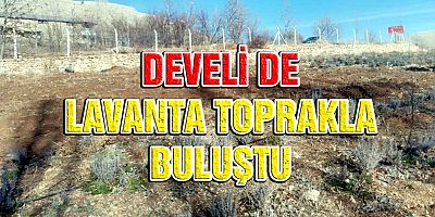 Lavanta Ekimi Gerçekleştirildi