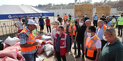 Manavgat yangınının yaraları sarılıyor