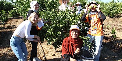 Mandalinalar ihtiyaç sahipleri için hasat edildi