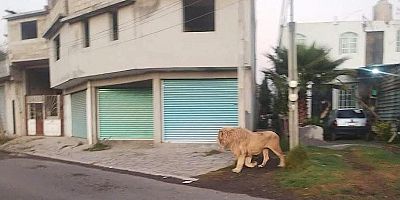 Meksika'da sokakta dolaşan aslan panik yarattı