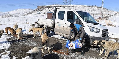 MERKEZ VE İLÇELERDEKİ KÖPEKLER, KEDİLER VE KUŞLAR YEMLENDİ