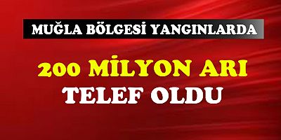 Muğla yöresindeki yangınlarda yaklaşık 200 milyon arı telef oldu