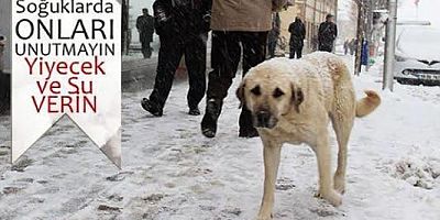 PINARBAŞI'NDA SOKAK HAYVANLARI UNUTULMADI