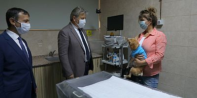 SOKAK HAYVANLARINA YARDIMDA, BELEDİYE- ÜNİVERSİTE İŞBİRLİĞİ