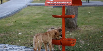 Sokak Hayvanlarına Yem ve Mama Takviyesi